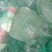 甲鱼苗，品种好成活高，品质保证，耐运输。