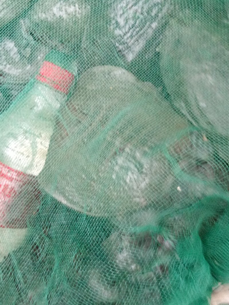甲鱼苗，品种好成活高，品质保证，耐运输。