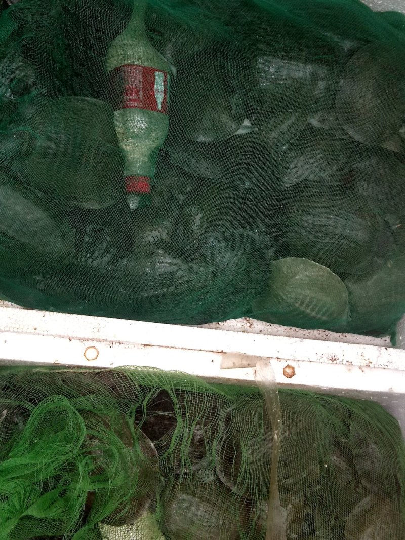 甲鱼苗，品种好成活高，品质保证，耐运输。