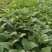 寿光育苗基地供应直根大龙茄子苗布里塔嫁接茄子苗765