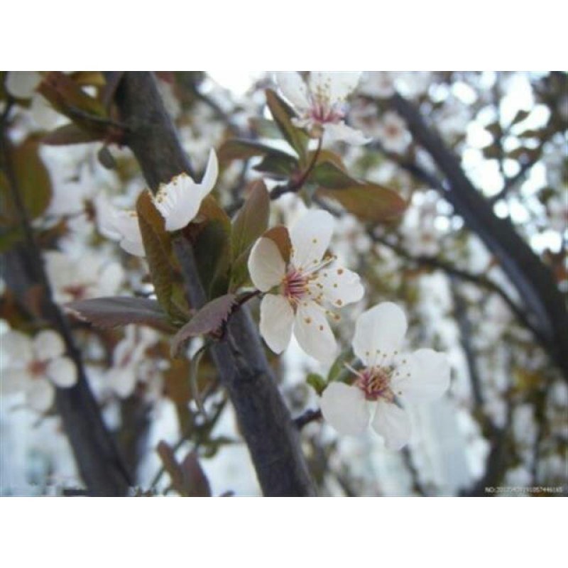紫叶李树苗红叶李树苗绿化苗木盆栽庭院花卉植物盆栽李子树苗