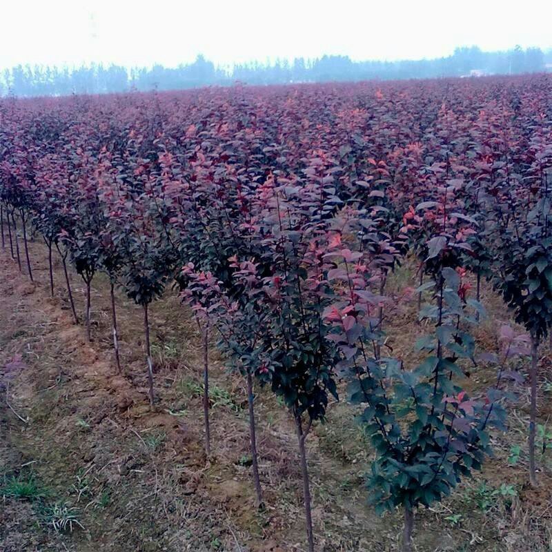 紫叶李树苗红叶李树苗绿化苗木盆栽庭院花卉植物盆栽李子树苗