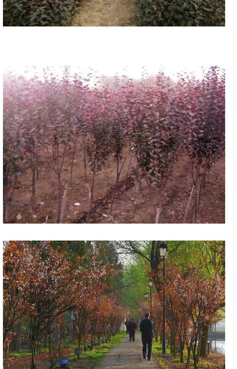 紫叶李树苗红叶李树苗绿化苗木盆栽庭院花卉植物盆栽李子树苗