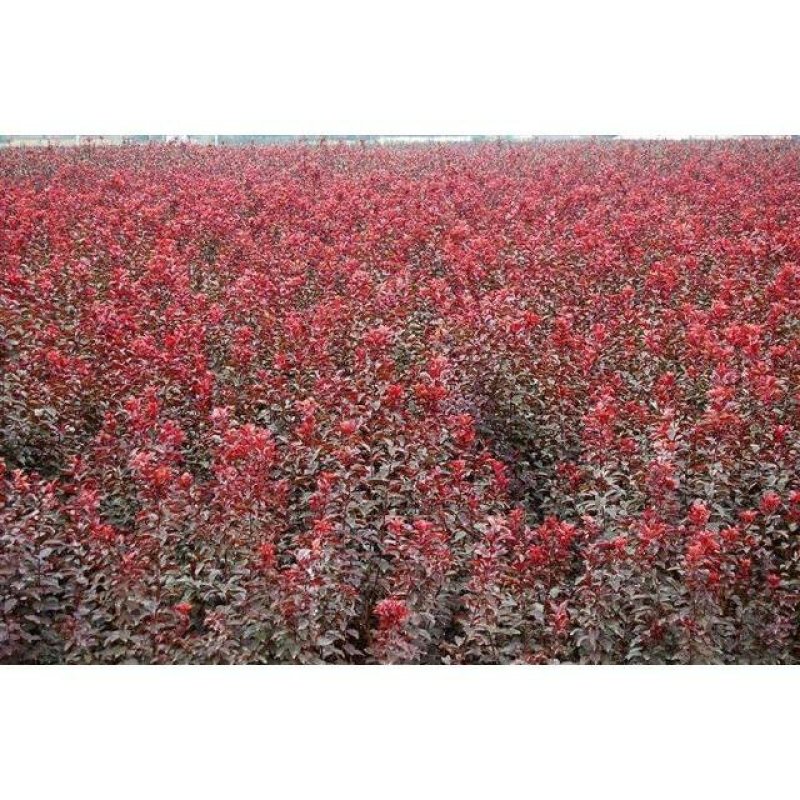 紫叶李树苗红叶李树苗绿化苗木盆栽庭院花卉植物盆栽李子树苗