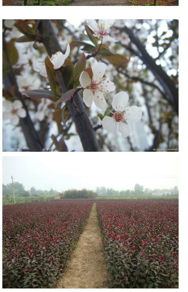 紫叶李树苗红叶李树苗绿化苗木盆栽庭院花卉植物盆栽李子树苗