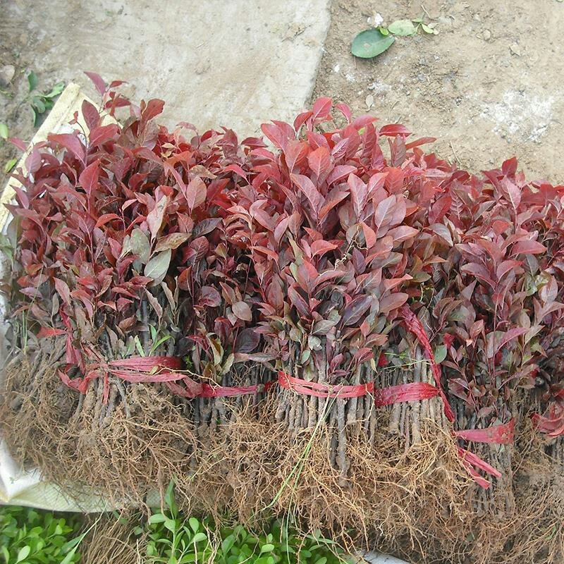 紫叶李树苗红叶李树苗绿化苗木盆栽庭院花卉植物盆栽李子树苗