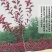 紫叶李树苗红叶李树苗绿化苗木盆栽庭院花卉植物盆栽李子树苗