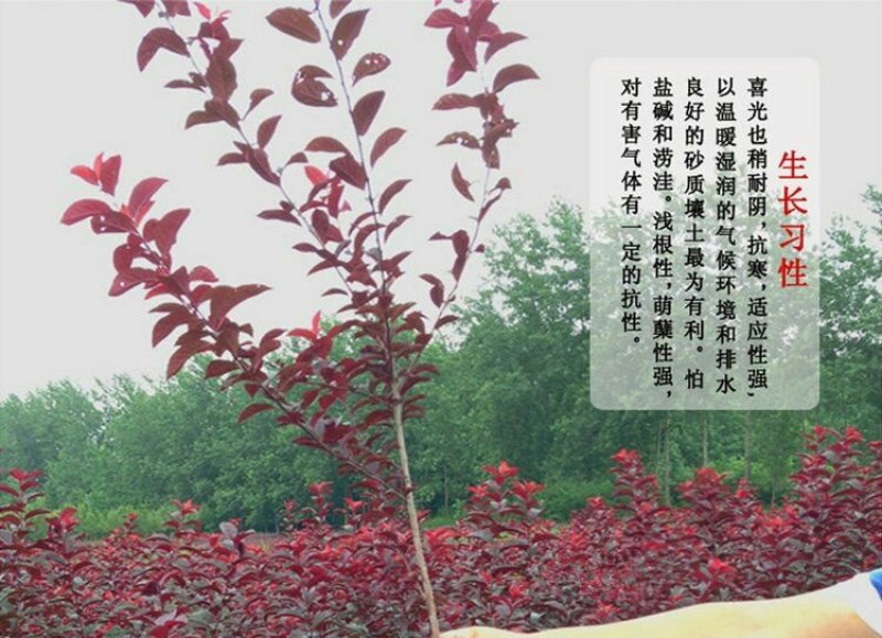 紫叶李树苗红叶李树苗绿化苗木盆栽庭院花卉植物盆栽李子树苗