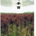 紫叶李树苗红叶李树苗绿化苗木盆栽庭院花卉植物盆栽李子树苗