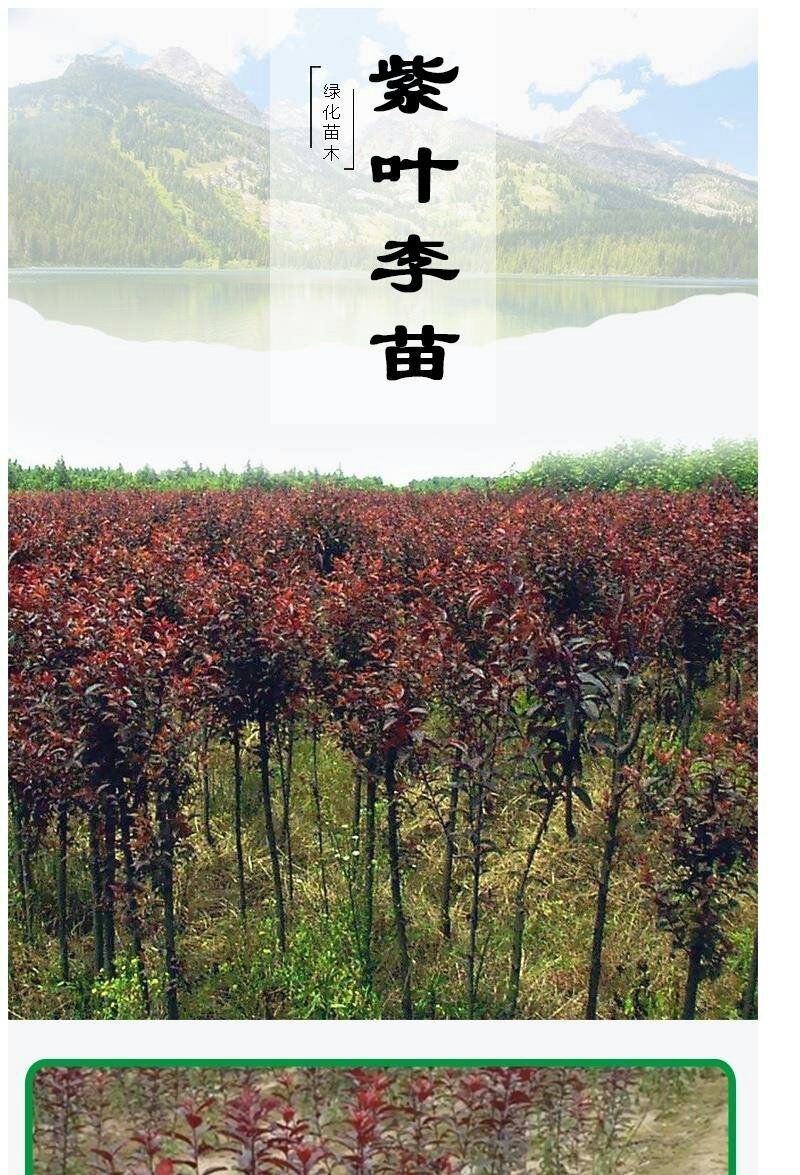 紫叶李树苗红叶李树苗绿化苗木盆栽庭院花卉植物盆栽李子树苗
