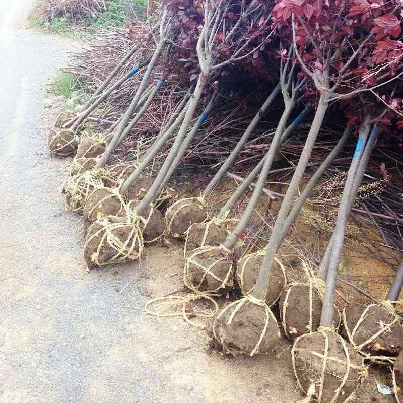 紫叶李树苗红叶李树苗绿化苗木盆栽庭院花卉植物盆栽李子树苗
