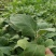 寿光育苗基地供应直根大龙茄子苗布里塔嫁接茄子苗765