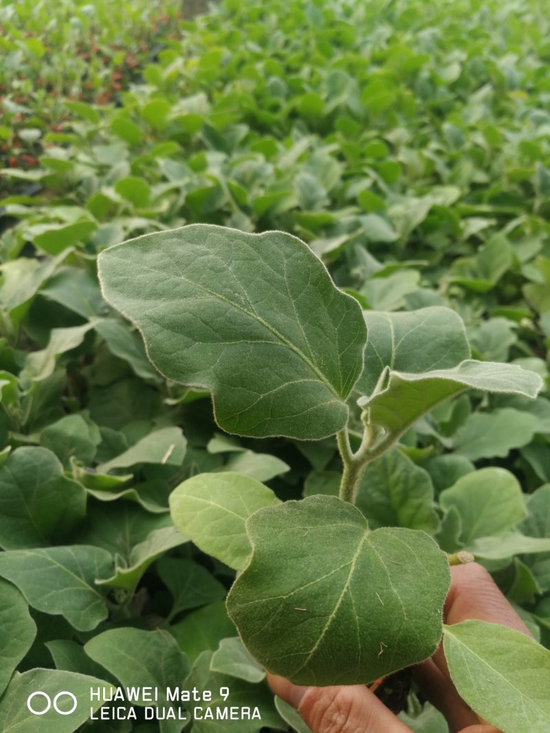 寿光育苗基地供应直根大龙茄子苗布里塔嫁接茄子苗765