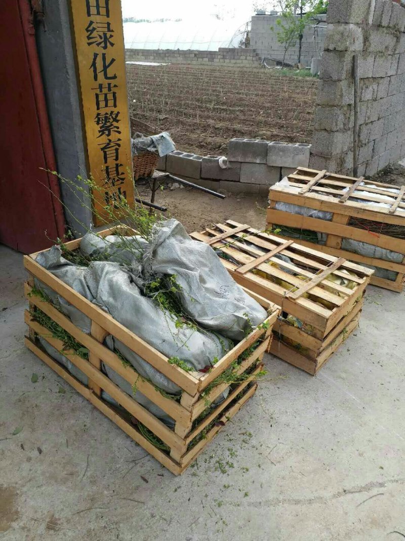 1---3年的蓝莓苗，规格品种齐全，三年苗当年结果