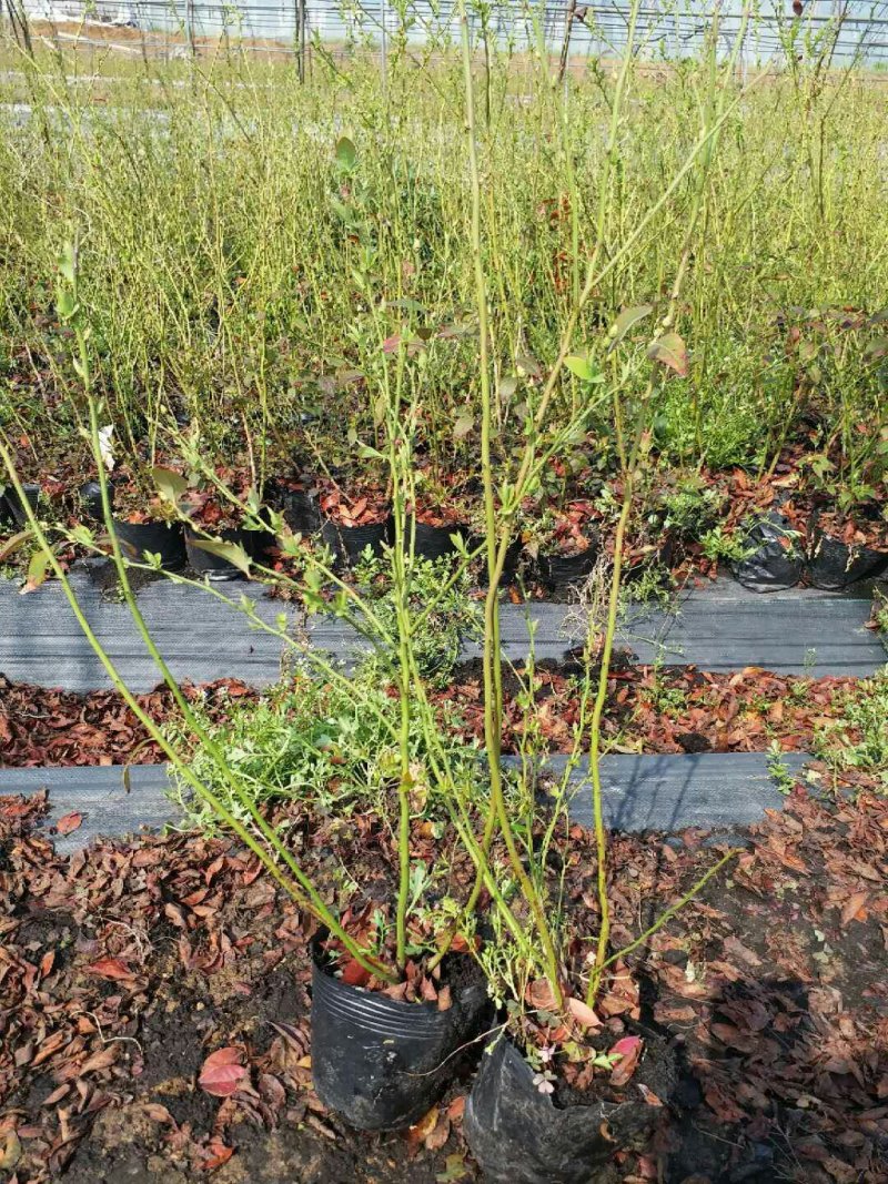1---3年的蓝莓苗，规格品种齐全，三年苗当年结果