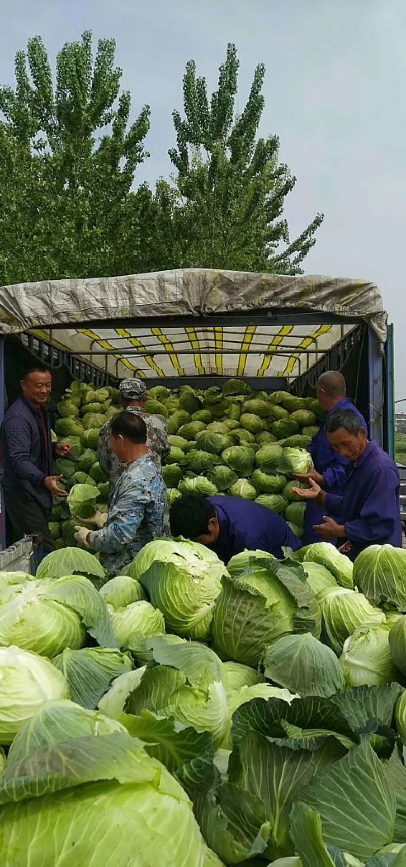 精品扁包菜，产地直销，质量保证，量大从优，合作共赢