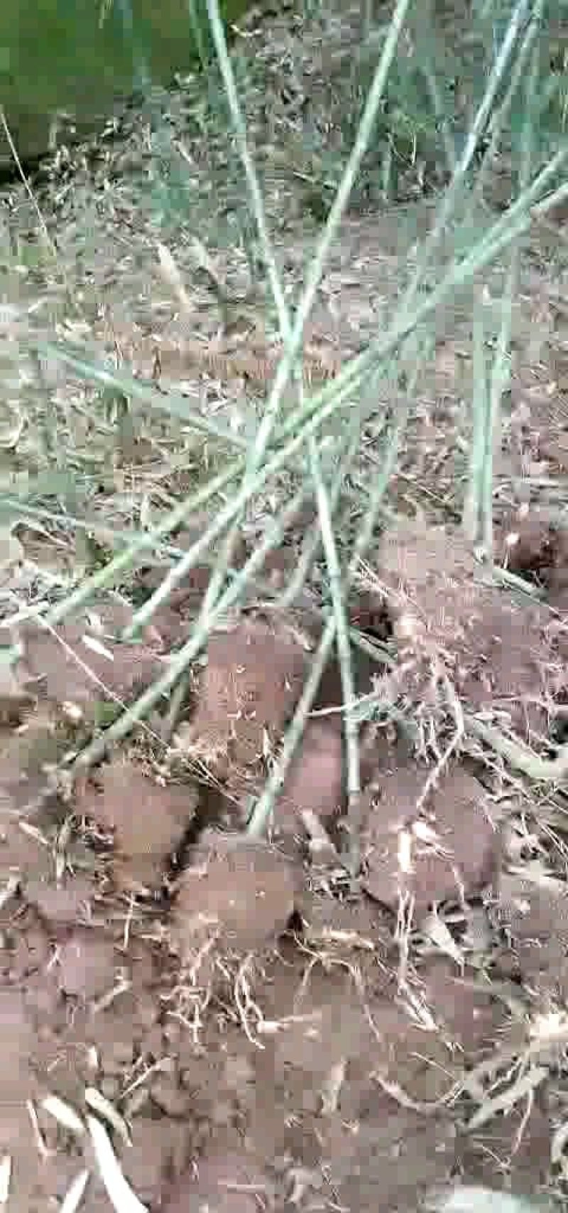 四川竹子-雷竹大竹笋斑竹笋大量供应欢迎采购