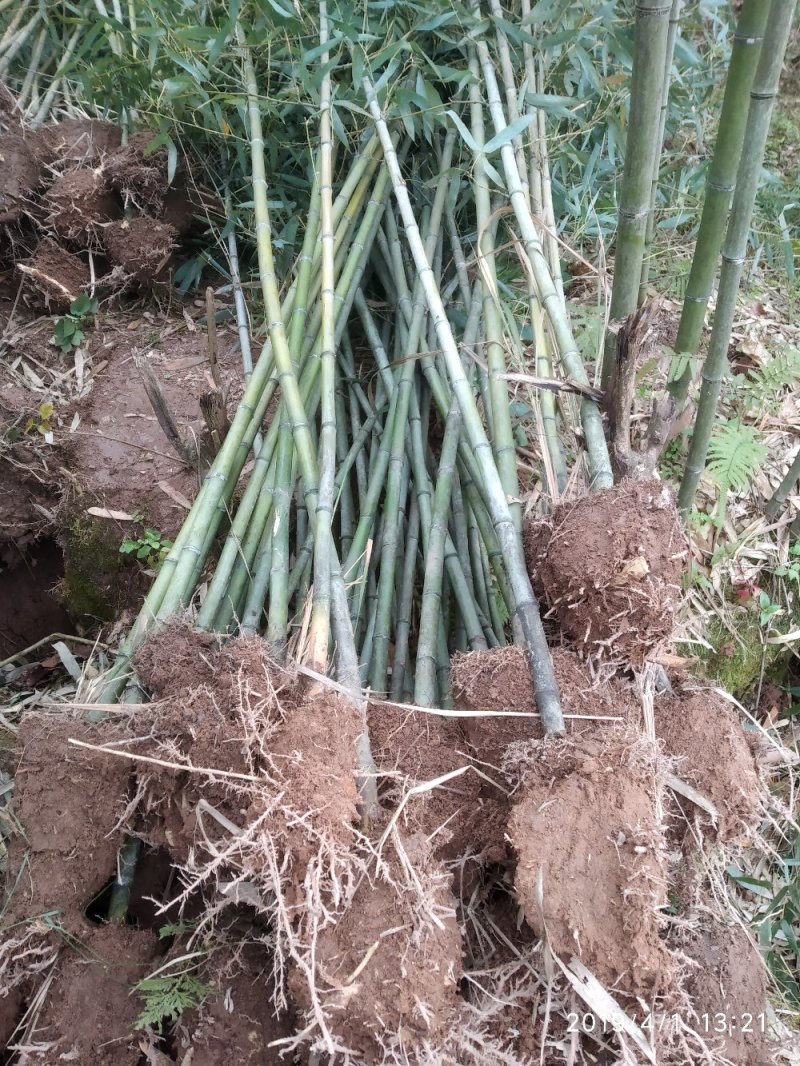 四川竹子-雷竹大竹笋斑竹笋大量供应欢迎采购