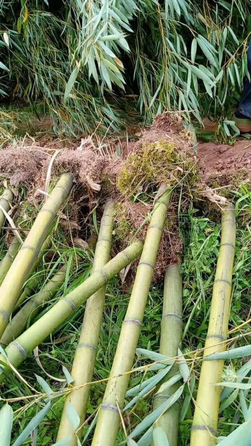 四川竹子-雷竹大竹笋斑竹笋大量供应欢迎采购