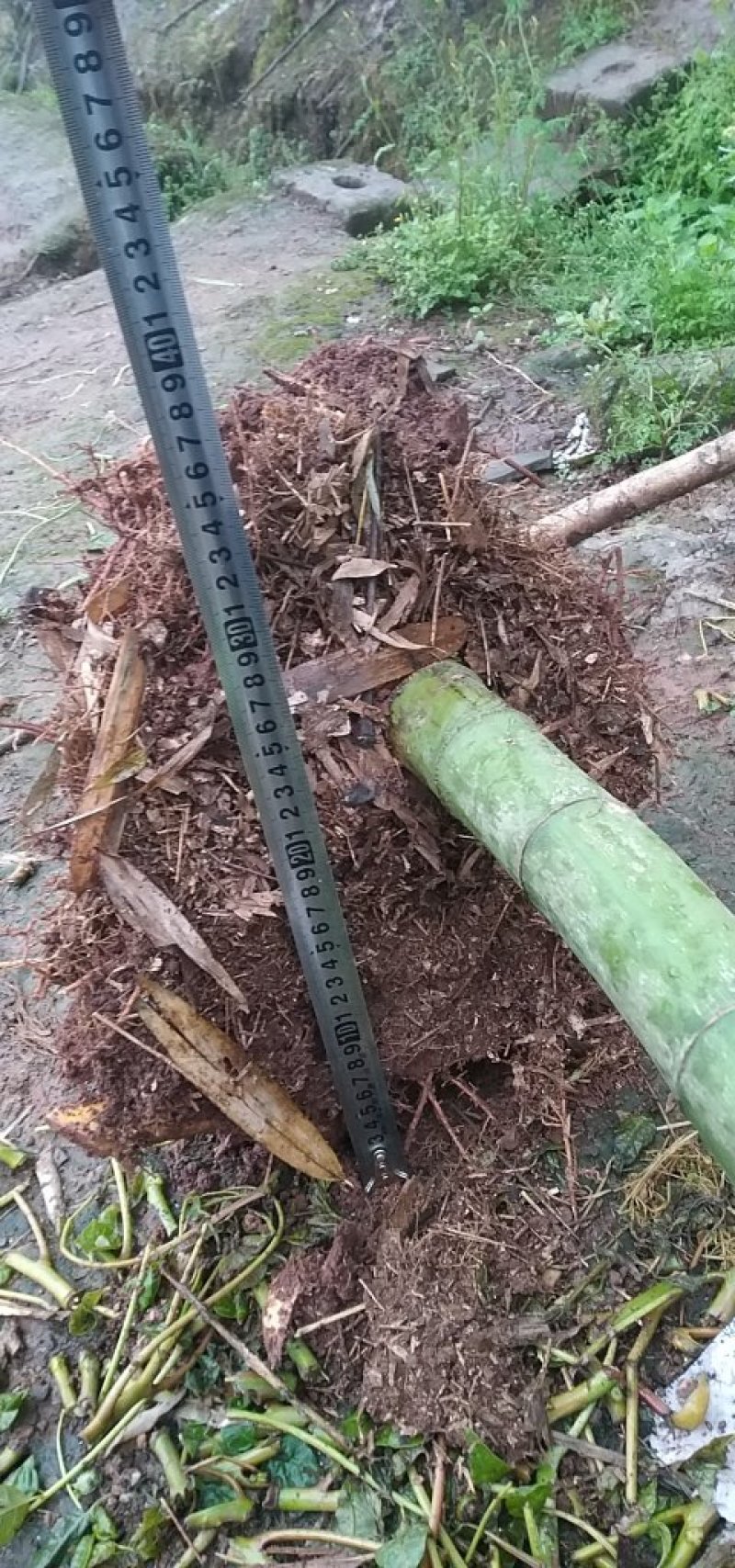 四川竹子-雷竹大竹笋斑竹笋大量供应欢迎采购