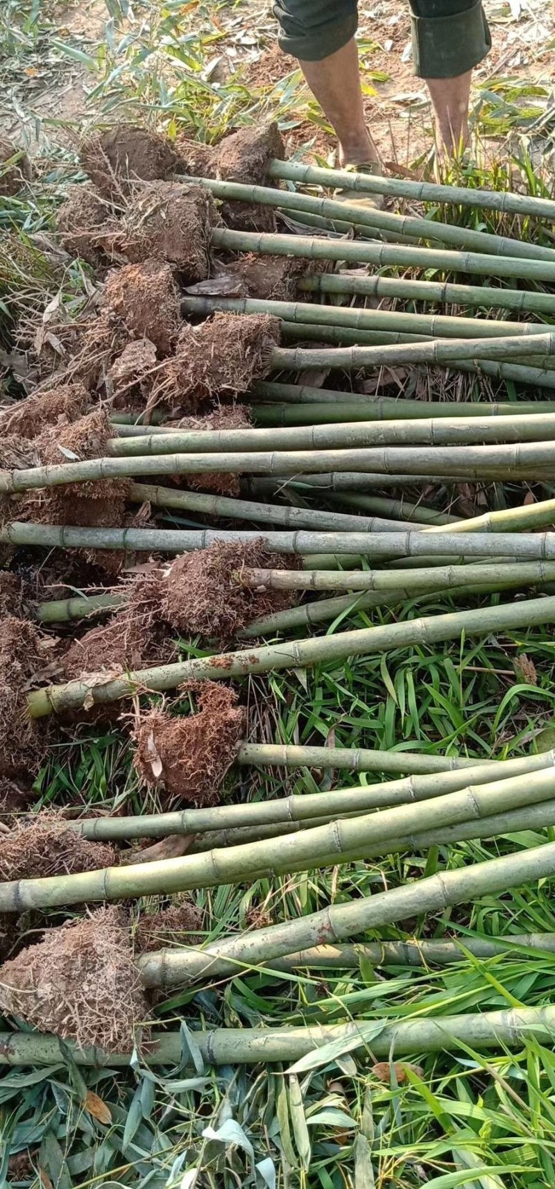 四川竹子-雷竹大竹笋斑竹笋大量供应欢迎采购