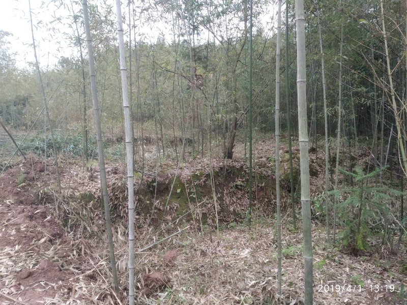 四川竹子-雷竹大竹笋斑竹笋大量供应欢迎采购