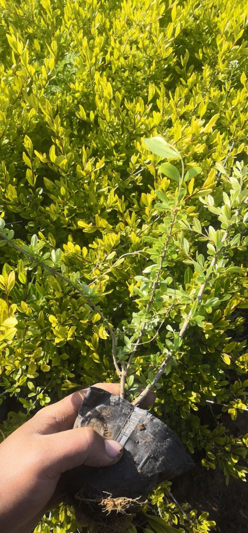 水蜡