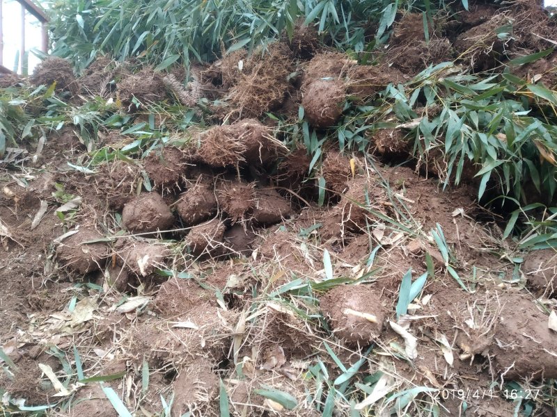 四川竹子-雷竹大竹笋斑竹笋大量供应欢迎采购