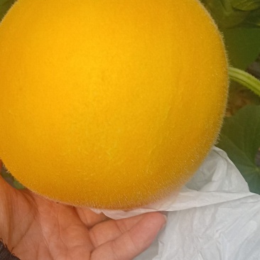 久红瑞甜瓜