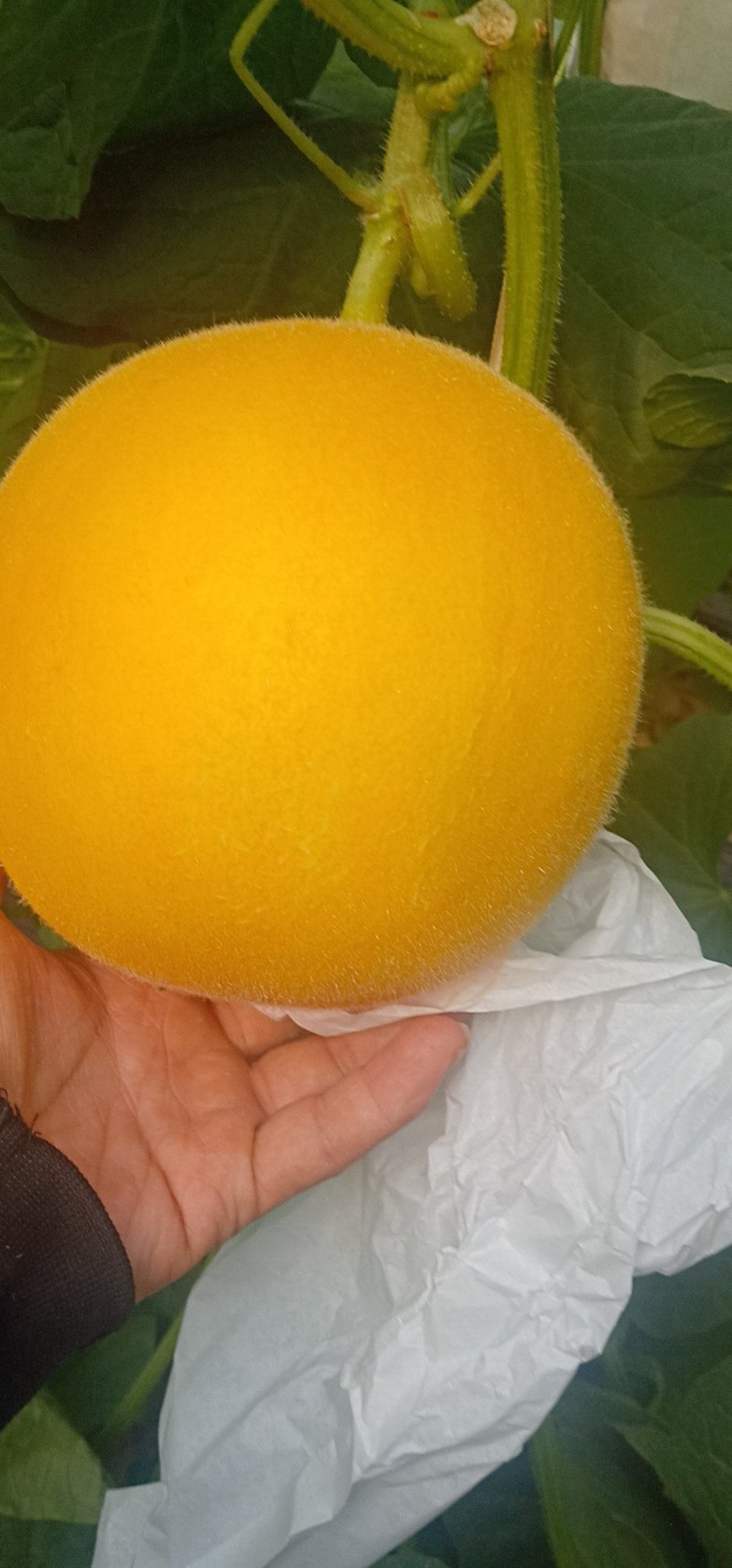 久红瑞甜瓜