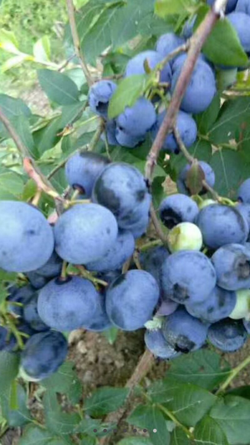 蓝莓苗1---3年苗现货，需要的朋友联系