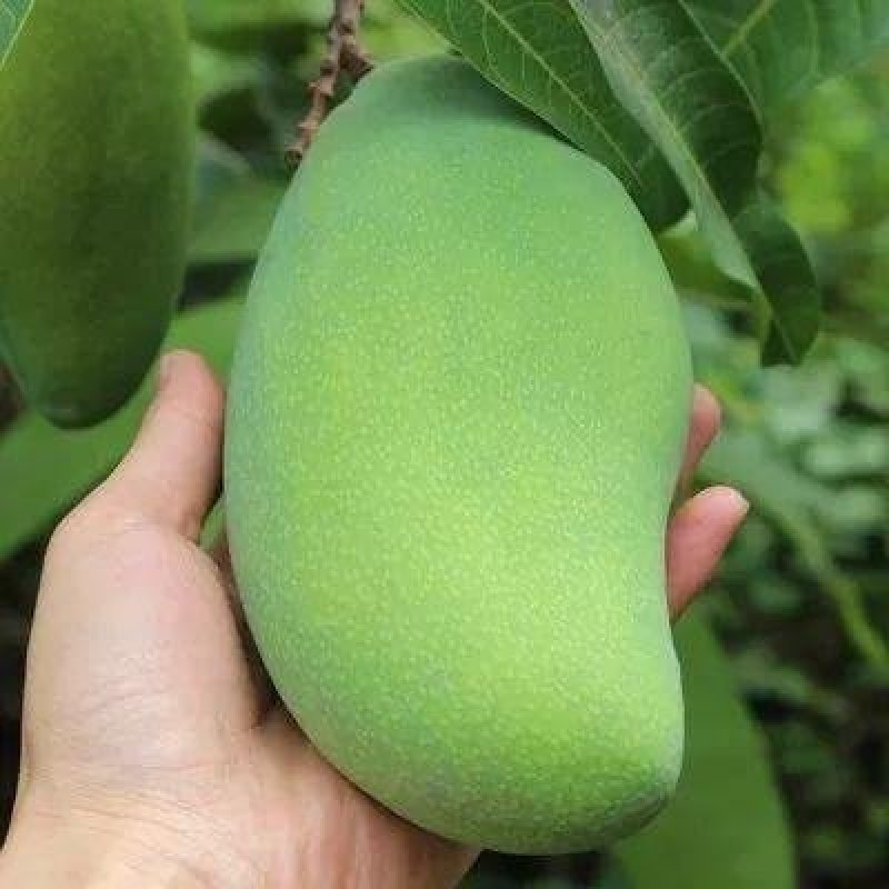 越南大青芒