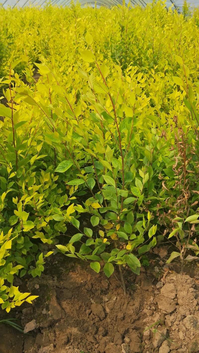 营养杯金叶榆小苗价格多少河北金叶榆小苗基地