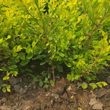 营养杯金叶榆小苗价格多少河北金叶榆小苗基地