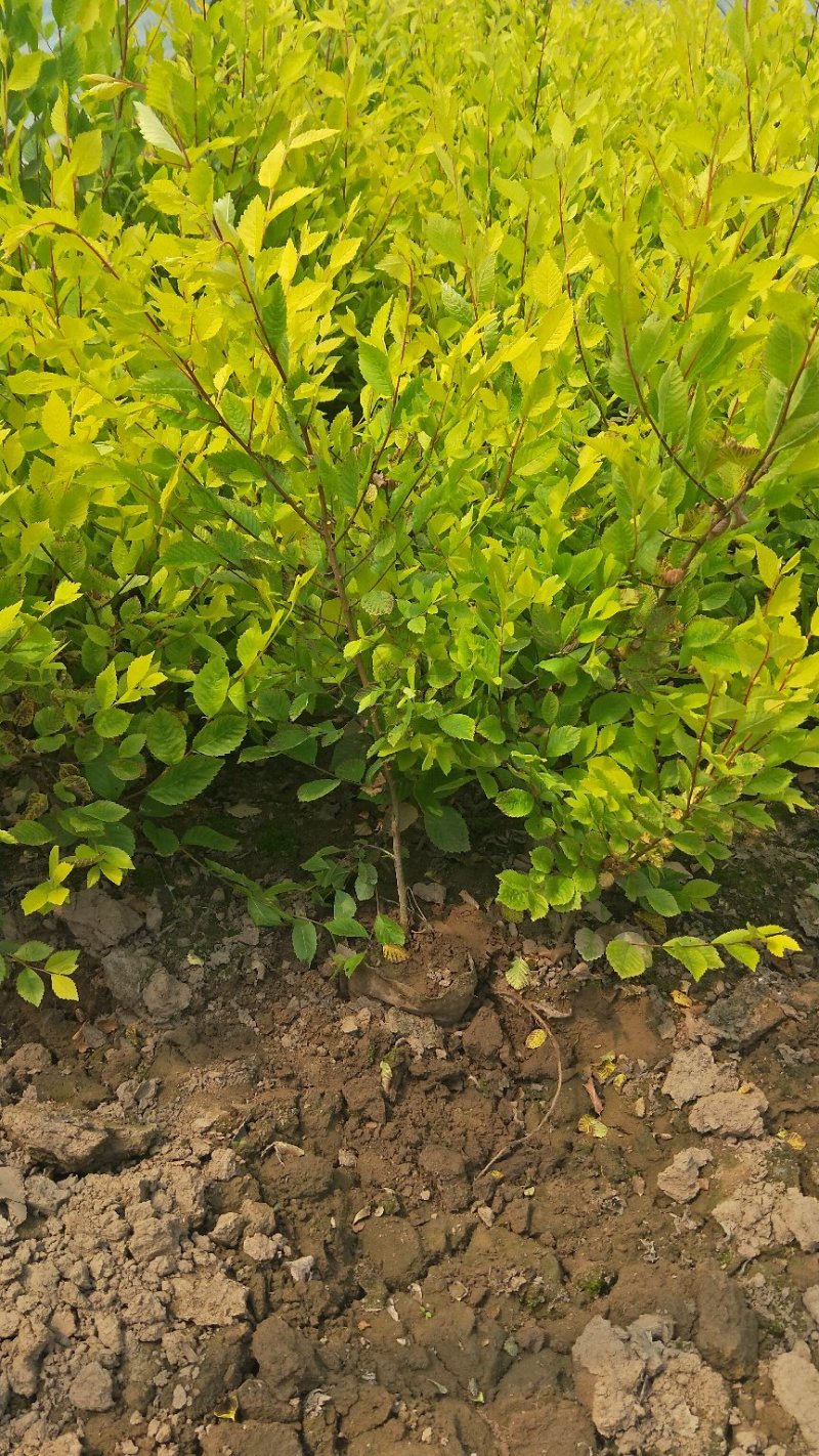 营养杯金叶榆小苗价格多少河北金叶榆小苗基地