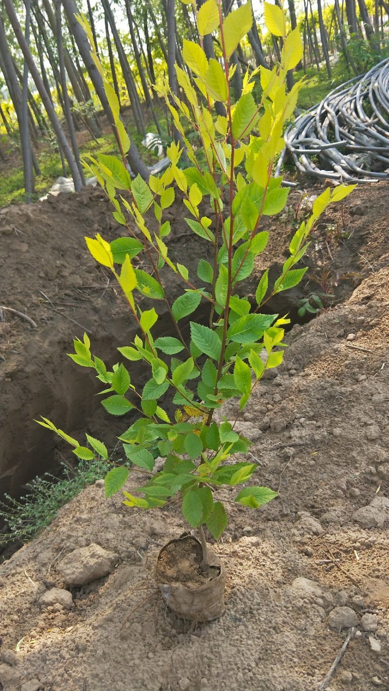 营养杯金叶榆小苗价格多少河北金叶榆小苗基地