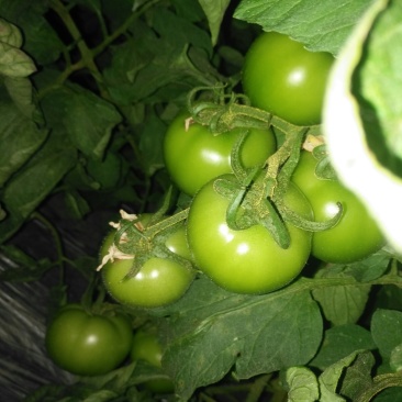 西红柿🍅