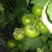 西红柿🍅