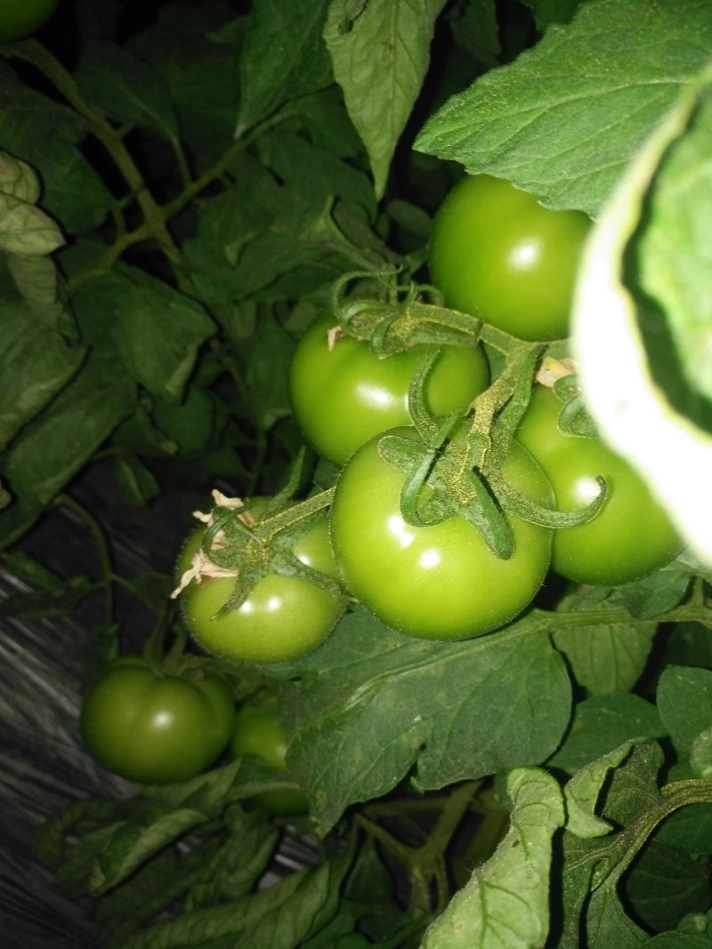 西红柿🍅