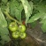 西红柿🍅