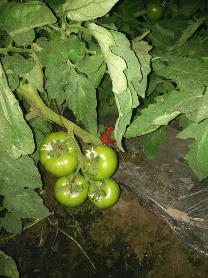 西红柿🍅