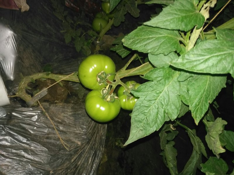 西红柿🍅