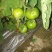 西红柿🍅
