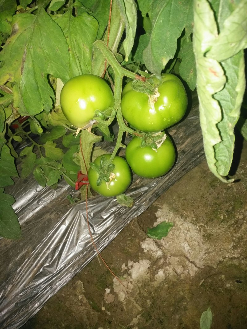 西红柿🍅