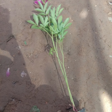 芍药。