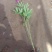 芍药。
