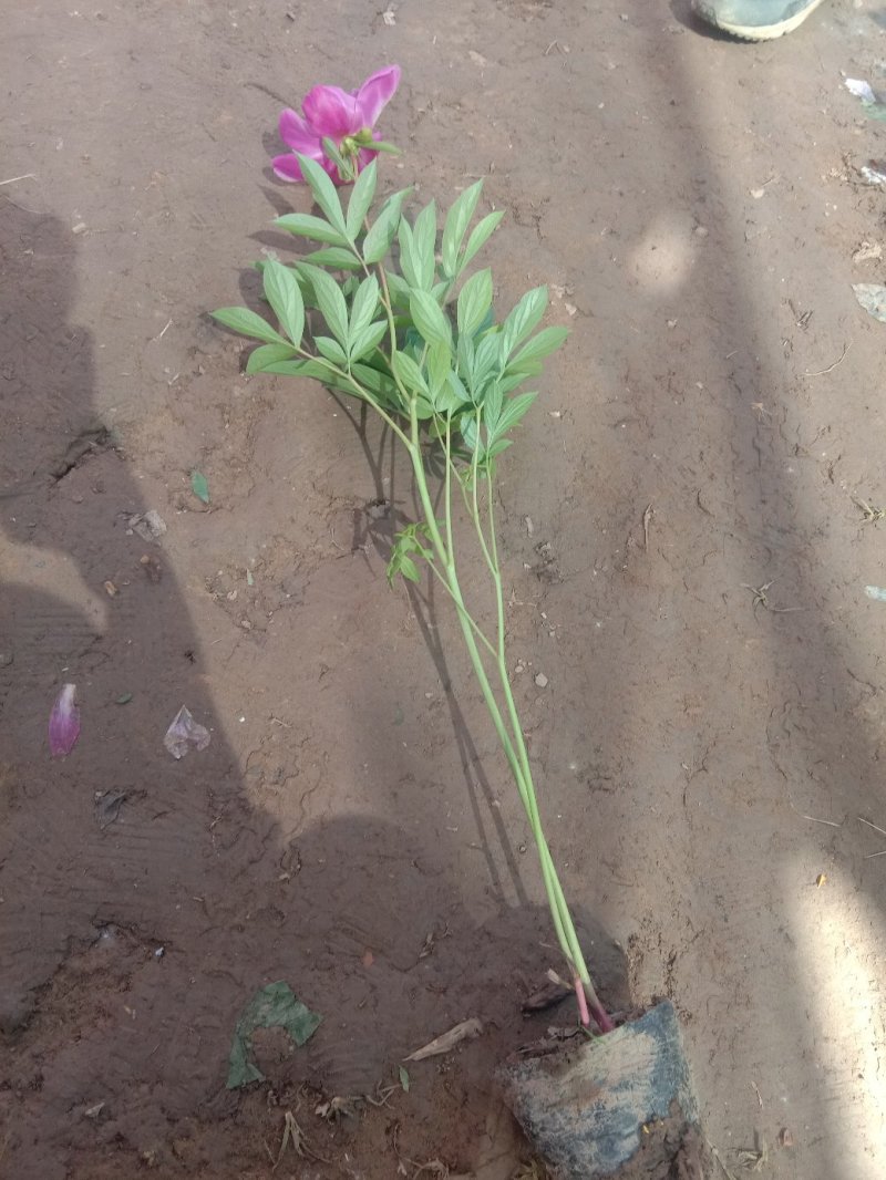 芍药。