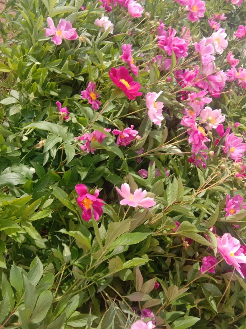 芍药。