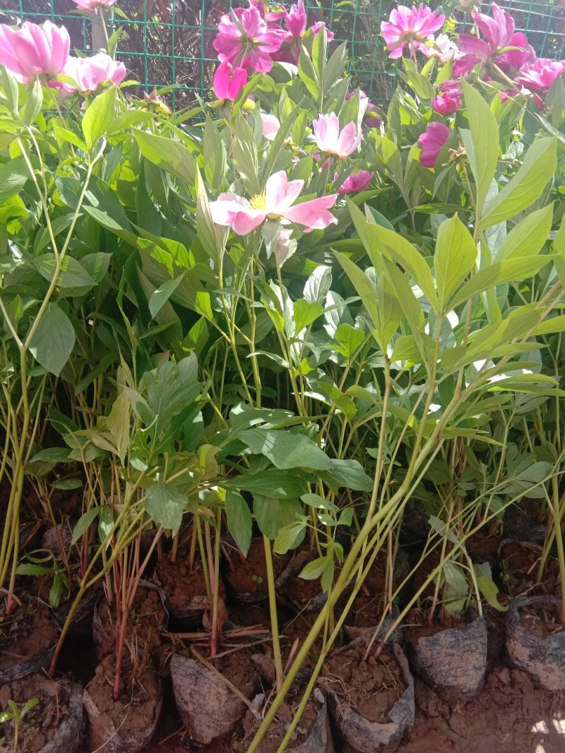 芍药。