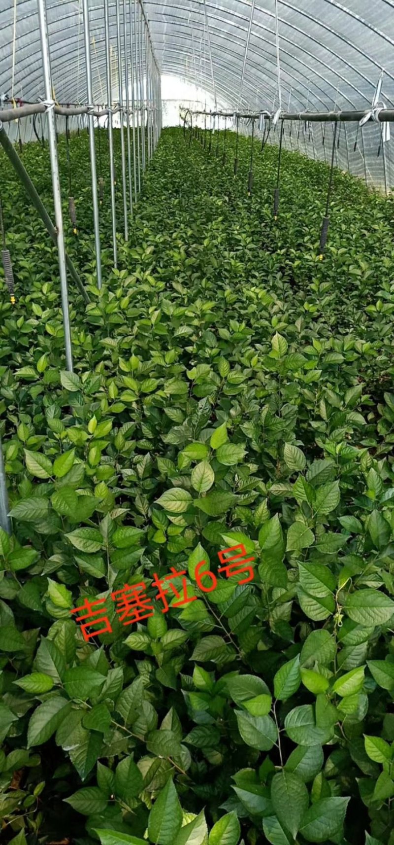 吉塞拉6号，吉塞拉12号扦插苗，砧木苗品种齐全